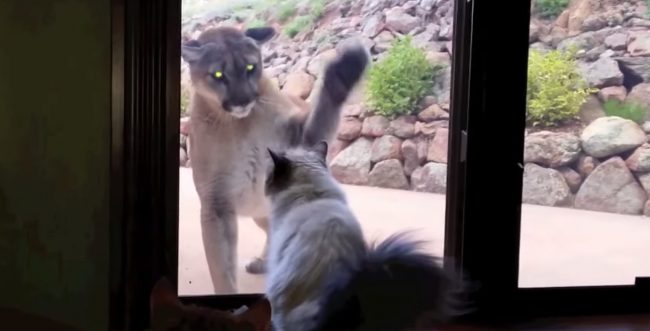 catvsmountainlion