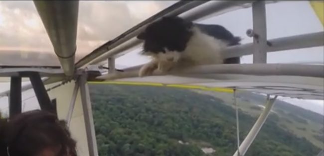 flyingcat