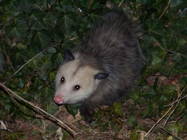 possum