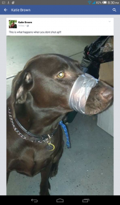 Katie Brown, dark chocolate lab dog with mouth shut with duct tape.