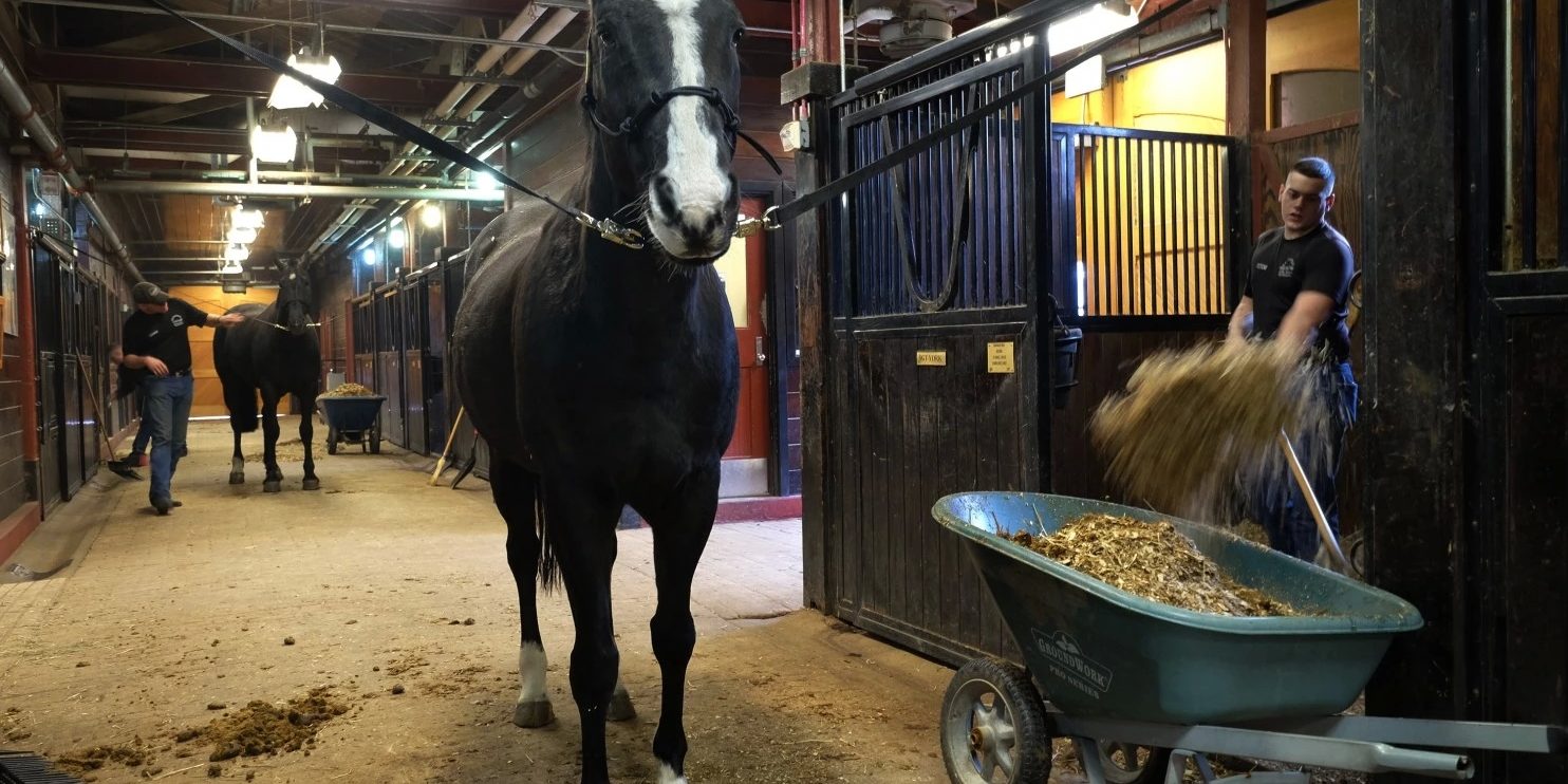 horseadopt10859_copy1455890771