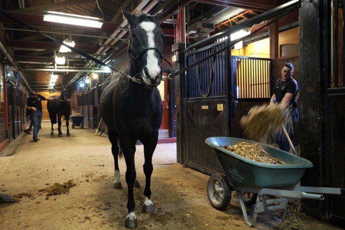horseadopt10859_copy1455890771